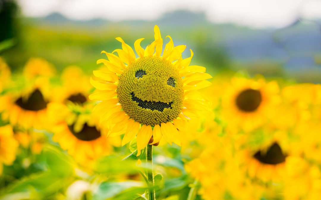 Smiling sunflower in a field of sunflowers